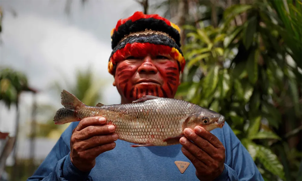 Peces eléctricos amazónicos usados en rituales indígenas
