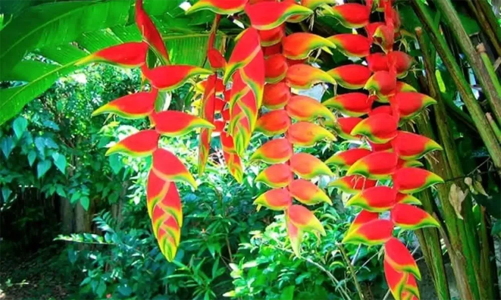 Plantas que emiten luz en la selva amazónica