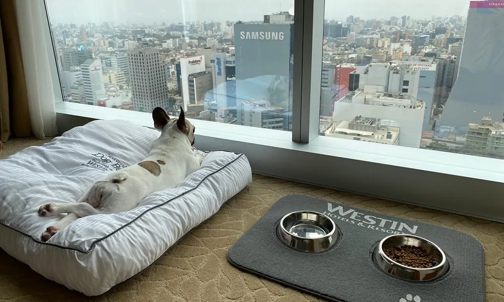 Ranking de Hoteles Pet Friendly en Perú