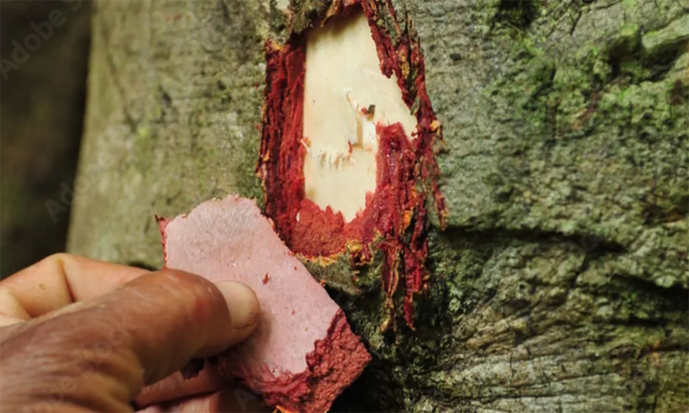 Tragos medicinales secretos en la Amazonía baja