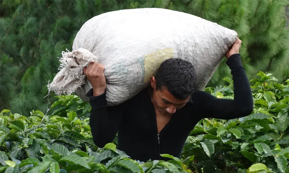 Evolución del café peruano