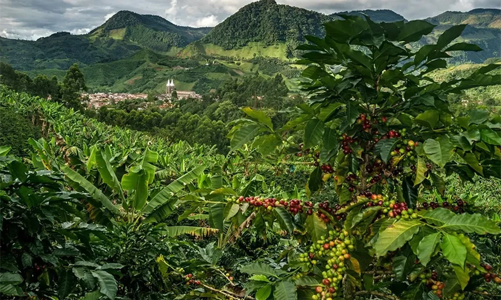 Rutas del Café en Perú