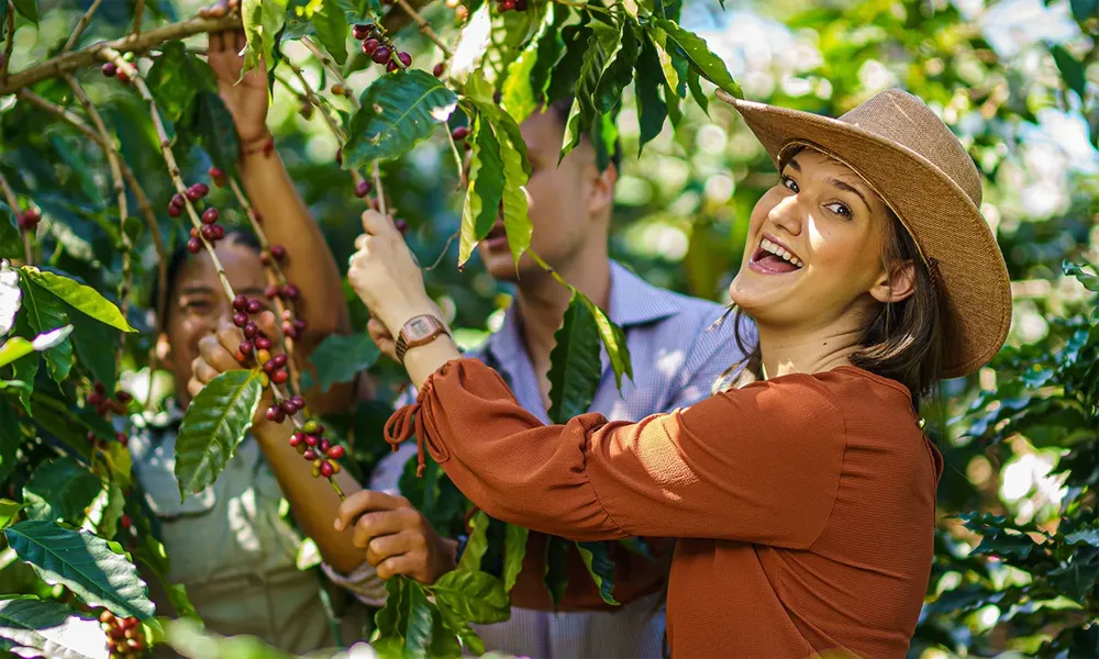 Las Rutas del Café en Perú