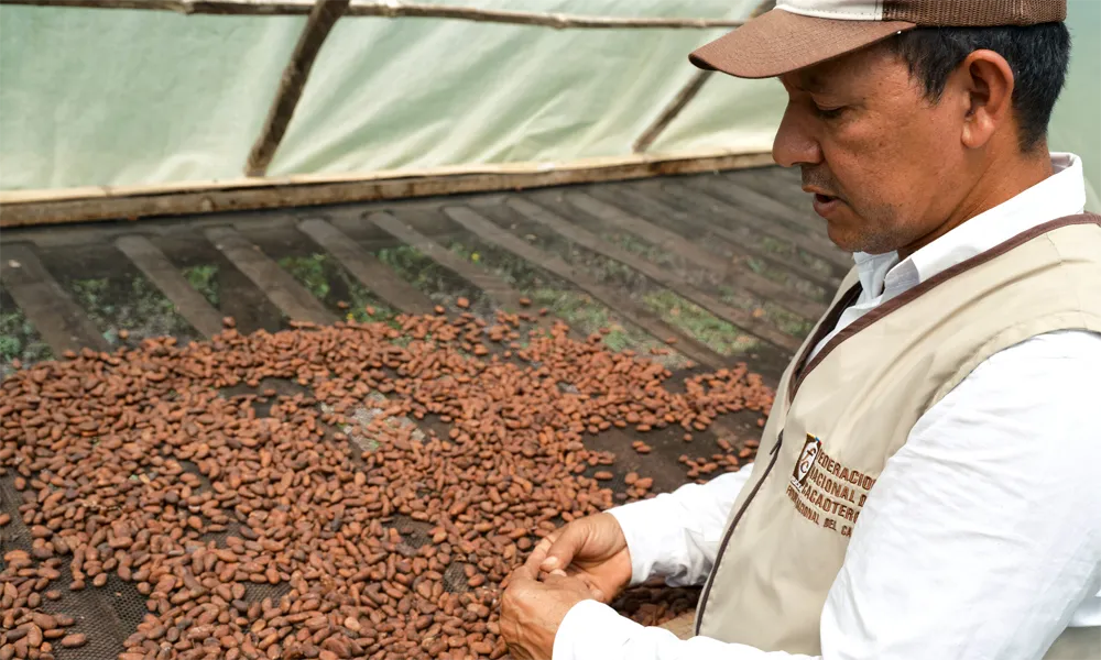 El café peruano y su papel en la economía nacional