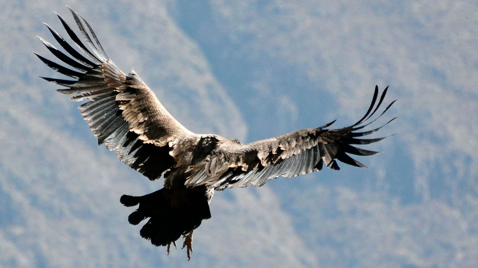 Colca Route | From Arequipa to the Condor Lookout | Full Day