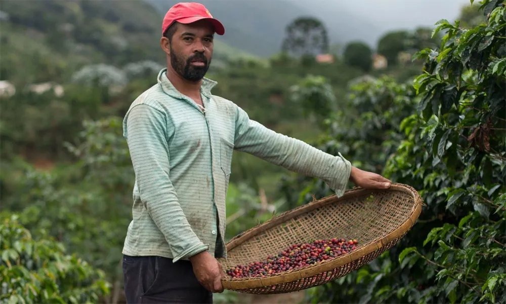 Vive la cosecha del café