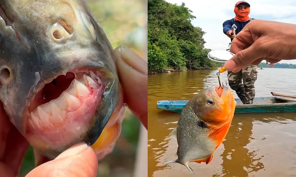 Passeio de Piranhas: Pegue-as se puder! | Rio Tambopata |