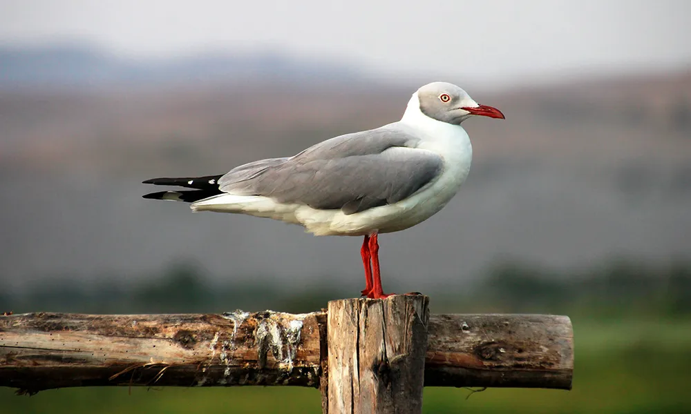 Mejía y su Santuario Nacional Lagunas de Mejía