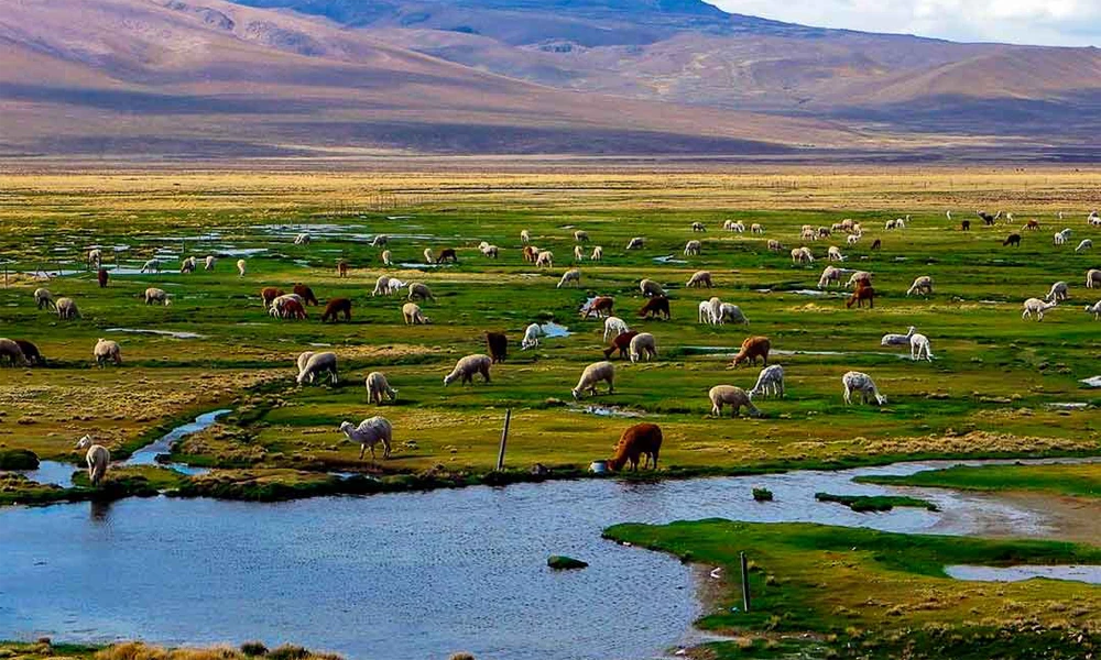 Selva Amazónica y lodges ecológicos en Perú Selva Amazónica y lodges ecológicos en Perú
