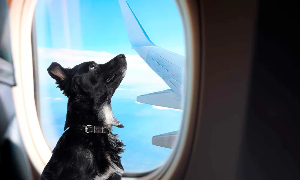 Cómo traer a tu mascota a Perú