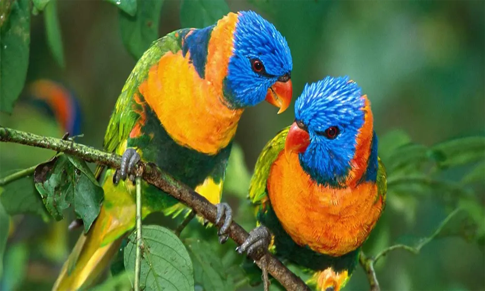 Birdwatching en el Manu: Especies icónicas y por qué es un hotspot mundial