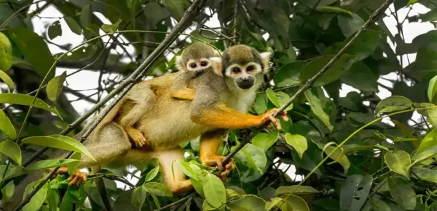 Encuentros con Monos (varias especies) y su Comportamiento frente a turistas