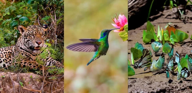 Diferencia de Ecosistemas: Bosque de Nubes, Selva Alta y Selva Baja en el Manu