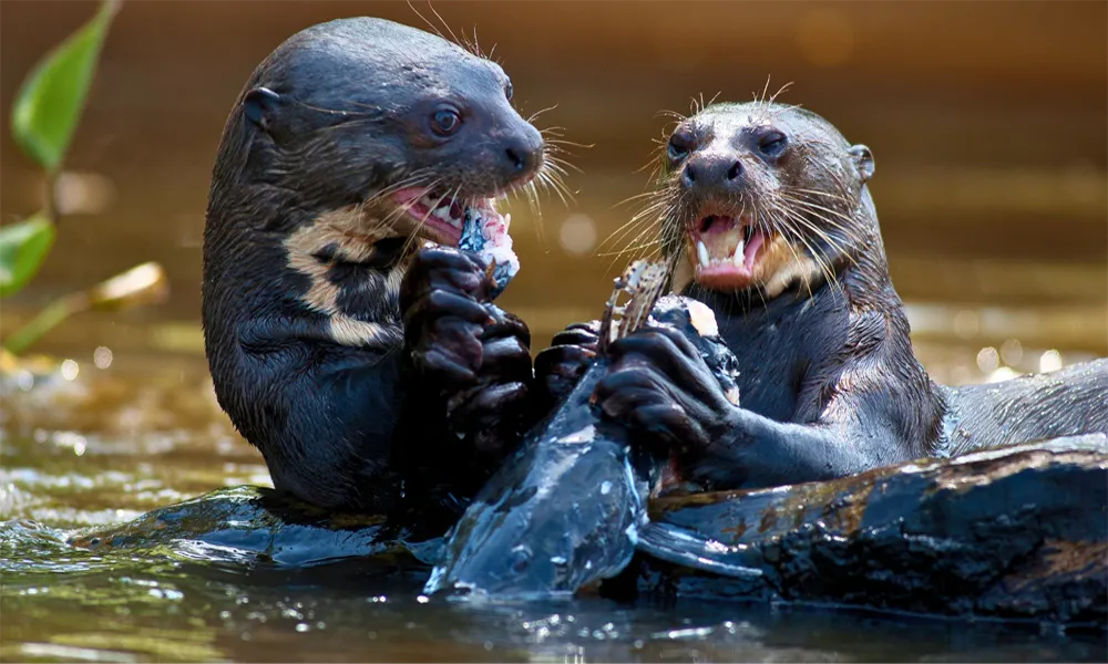 Observación de Nutrias Gigantes de Río (lobos de río) en Cochas del Manu