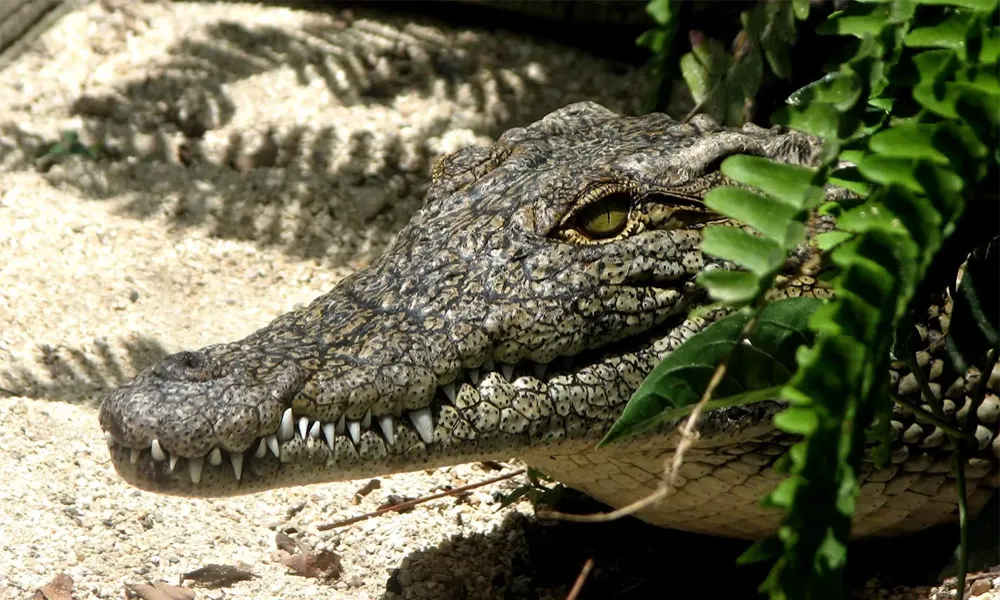 Avistamiento de Caimanes Negros y otros reptiles durante las noches
