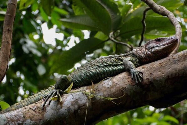 TOUR IQUITOS 2 DIAS 1 NOCHE