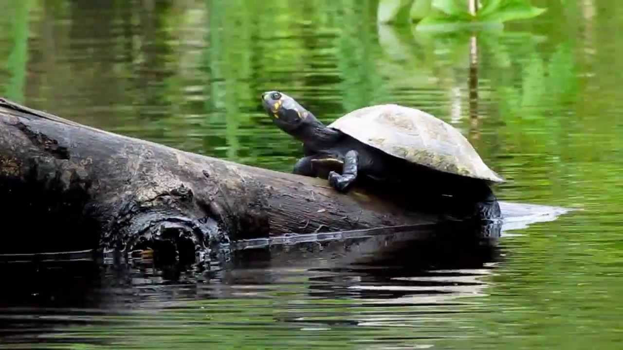 Pacaya Samiria National Reserve Tour 3 Days 2 Nights