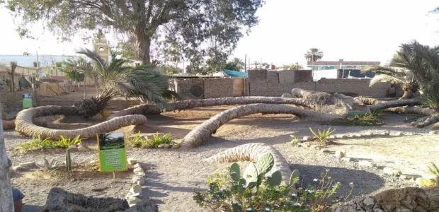 Palmera de las 7 Cabezas en Ica